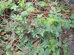 Indigofera hendecaphylla