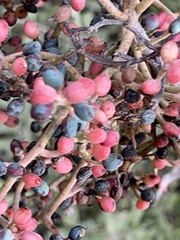 Juglans major