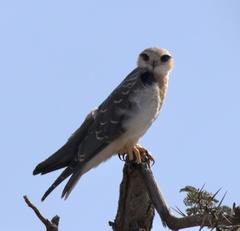 Elanus caeruleus caeruleus