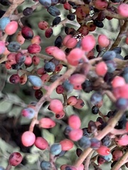 Juglans major