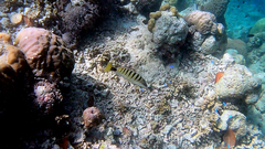 Lutjanus semicinctus