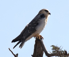 Elanus caeruleus caeruleus