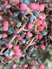 Juglans major