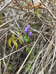 Gentianella quinquefolia