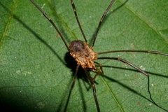 Phalangium opilio