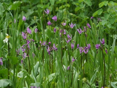 Primula jeffreyi