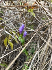 Gentianella quinquefolia