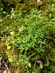 Stellaria crassifolia