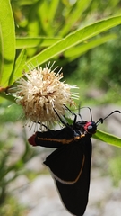 Mysoria affinis