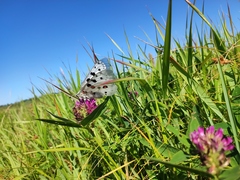 Parnassius apollo