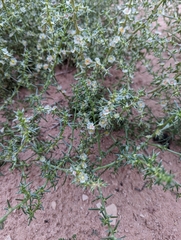 Salsola tragus