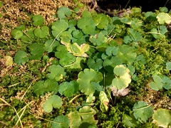 Chrysosplenium serreanum