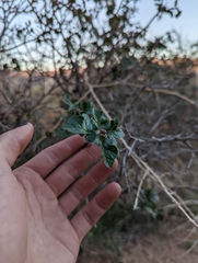 Eriogonum corymbosum