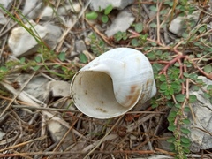 Helix pomatia