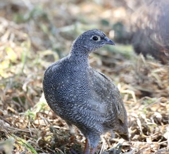 Pternistis adspersus