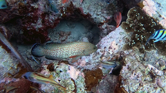 Cephalopholis cyanostigma