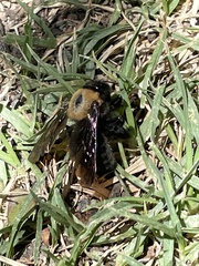 Xylocopa rufidorsum