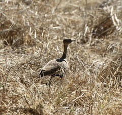 Eupodotis ruficrista