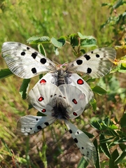Parnassius apollo