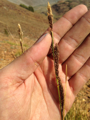 Carex congdonii