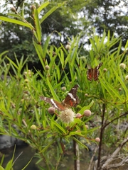 Anartia fatima colima