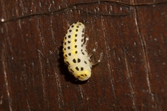 Coccinellidae
