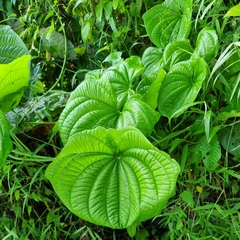 Dioscorea sansibarensis