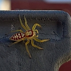 Epocilla