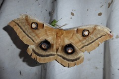 Antheraea oculea