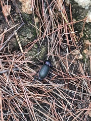 Carabus morbillosus macilentus
