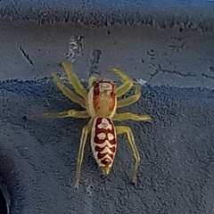 Epocilla