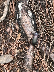 Carabus morbillosus macilentus