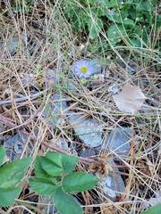 Erigeron foliosus