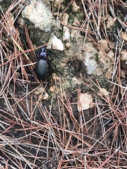 Carabus morbillosus macilentus