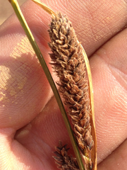 Carex congdonii
