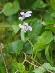 Viola palustris