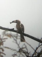 Lophoceros nasutus