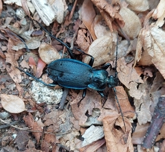 Carabus catenulatus