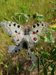 Parnassius apollo