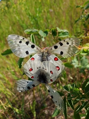 Parnassius apollo