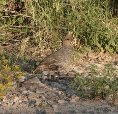 Callipepla squamata