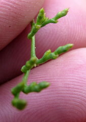 Limonium kraussianum