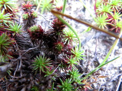 Limonium kraussianum