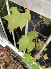 Vitis cinerea