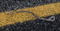 Masticophis taeniatus girardi