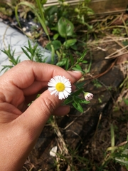 Erigeron karvinskianus
