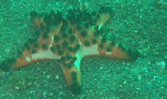 Protoreaster nodosus