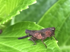 Tettigidea