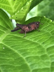 Tettigidea
