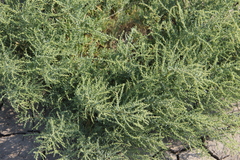 Suaeda prostrata